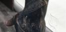 tattoos_tatouage_realiste_laura_juan